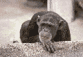 affe_0104[1].gif