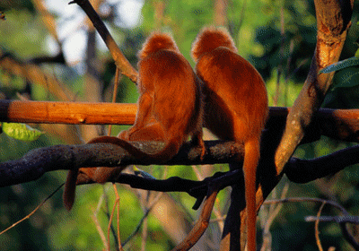 affe_0241[1].gif